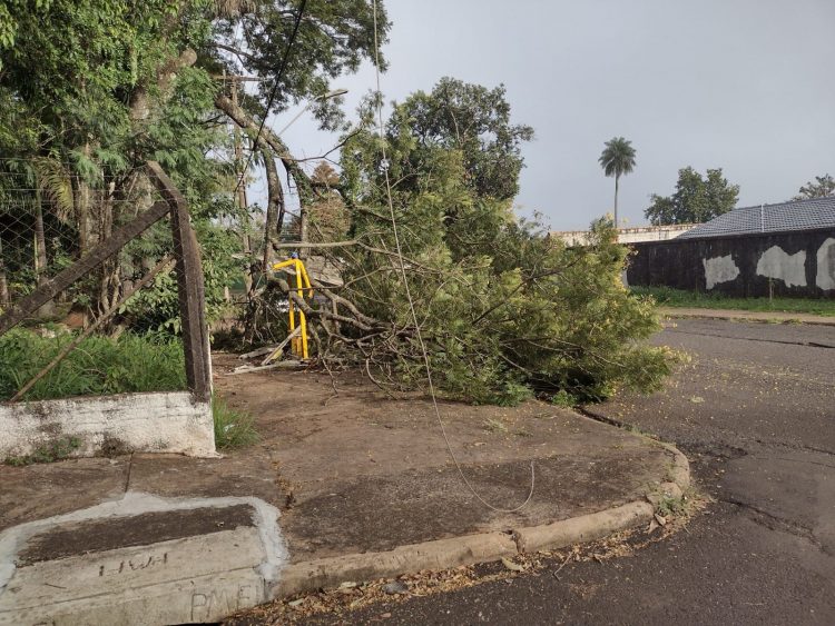 Árvore cai em cima de ponto de ônibus e danifica energia elétrica do bairro Libra