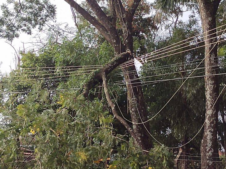 Árvore cai em cima de ponto de ônibus e danifica energia elétrica do bairro Libra