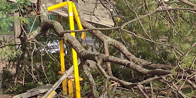 Árvore cai em cima de ponto de ônibus e danifica energia elétrica do bairro Libra
