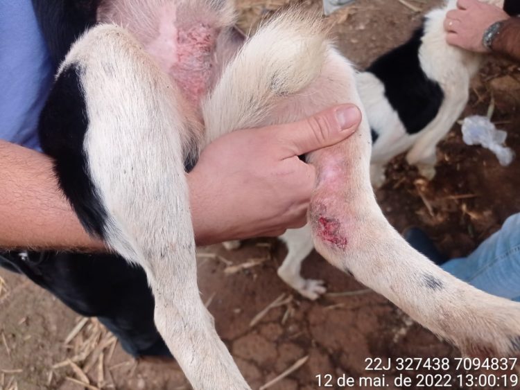 Cães em situação de maus tratos são recuperados pela Polícia Ambiental