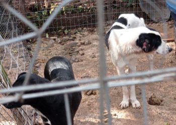 Cães em situação de maus tratos são recuperados pela Polícia Ambiental