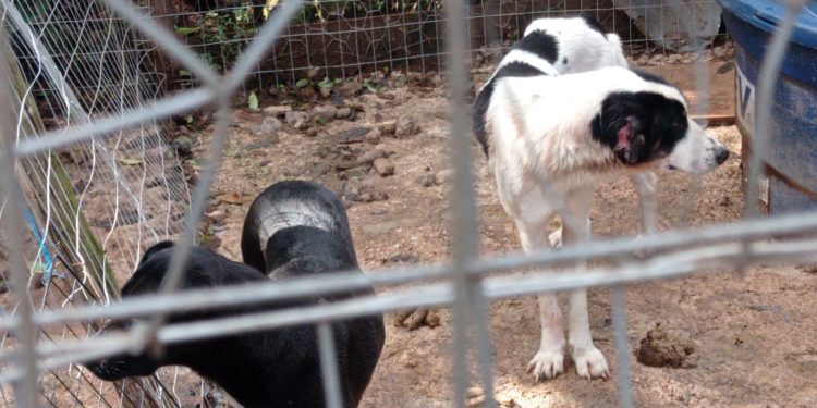 Cães em situação de maus tratos são recuperados pela Polícia Ambiental