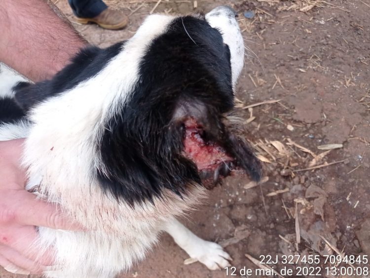 Cães em situação de maus tratos são recuperados pela Polícia Ambiental