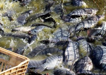 Paraná exporta 240% mais pescados e receita cresce 468% no primeiro trimestre