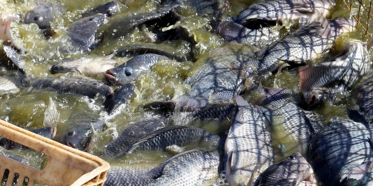 Paraná exporta 240% mais pescados e receita cresce 468% no primeiro trimestre