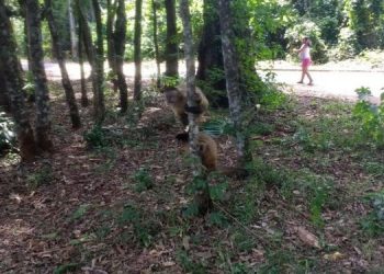 IAT reunirá sociedade para decidir destino dos macacos de bosque no Jardim Ipê