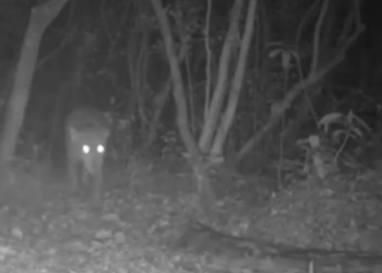 Novos filhotes de onça-pintada são flagrados no Parque Nacional do Iguaçu