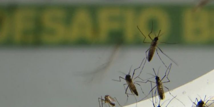 Brasil ultrapassa 500 mortes por dengue em 2022