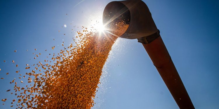 IBGE estima safra recorde de 263 milhões de toneladas em 2022