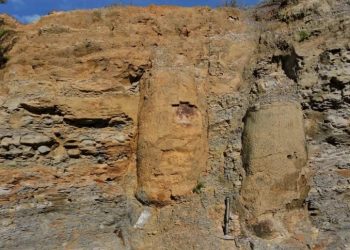 Pesquisa descobre floresta fossilizada de 290 milhões anos no Paraná