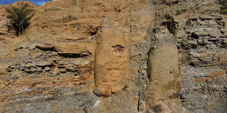 Pesquisa descobre floresta fossilizada de 290 milhões anos no Paraná