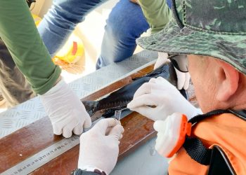 Pesquisadores coletam amostras de toxinas de peixes peçonhentos no Lago de Itaipu