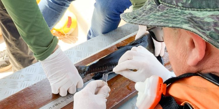 Pesquisadores coletam amostras de toxinas de peixes peçonhentos no Lago de Itaipu