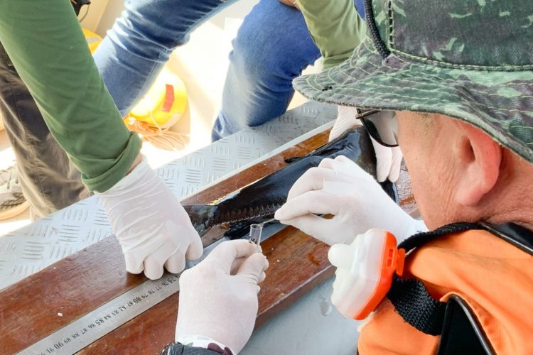 Pesquisadores coletam amostras de toxinas de peixes peçonhentos no Lago de Itaipu