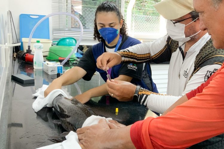 Pesquisadores coletam amostras de toxinas de peixes peçonhentos no Lago de Itaipu