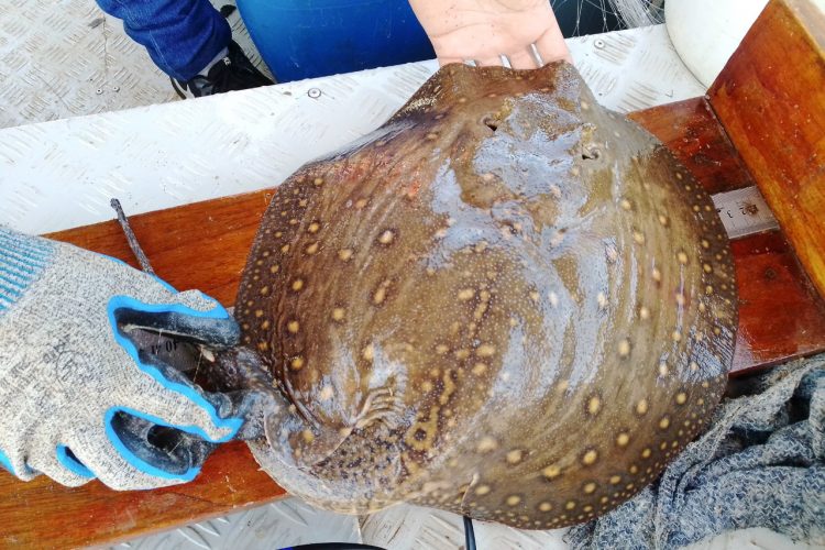 Pesquisadores coletam amostras de toxinas de peixes peçonhentos no Lago de Itaipu