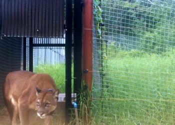 Itaipu lamenta a morte de onça-parda reintroduzida à natureza