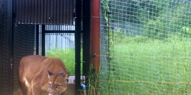 Itaipu lamenta a morte de onça-parda reintroduzida à natureza