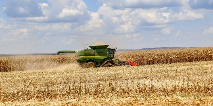 Colheita da 2ª safra de milho começa no Paraná; previsão é de 16 milhões de toneladas