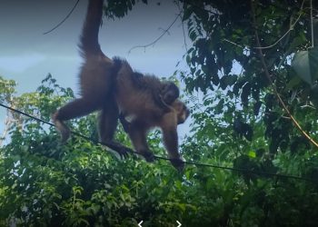 Comissão é formada para manejo dos macacos do Jardim Ipê