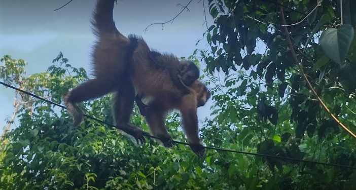 Comissão é formada para manejo dos macacos do Jardim Ipê