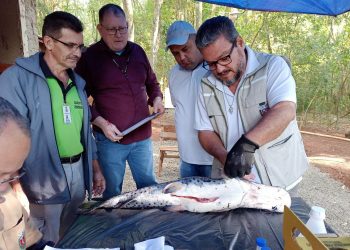 peixes-lago de itaipu