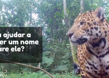 Nova onça é registrada no Parque Nacional do Iguaçu