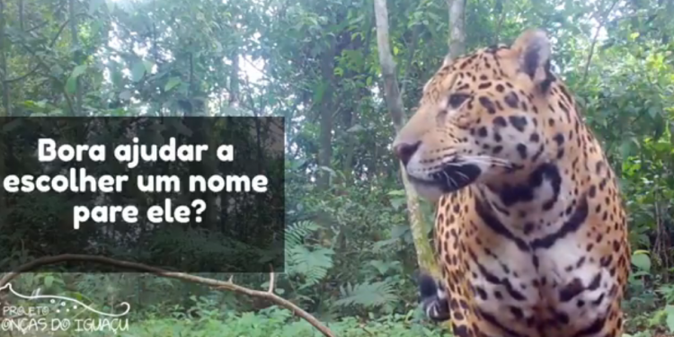 Nova onça é registrada no Parque Nacional do Iguaçu