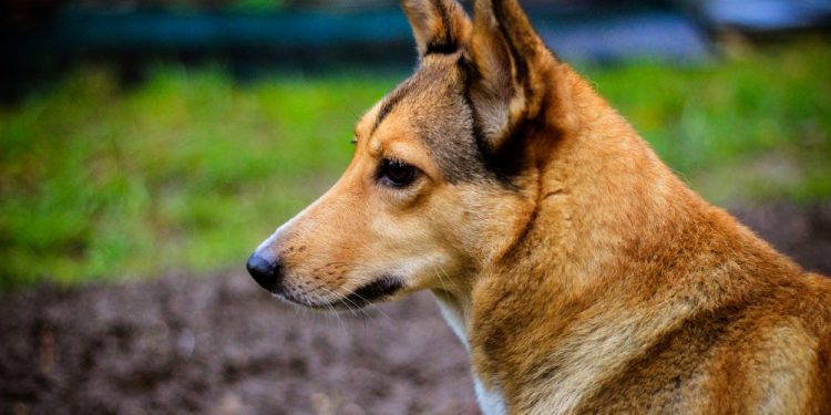 Estudo da UNILA vai avaliar efeito do extrato de cannabis em cães com Osteoartrite