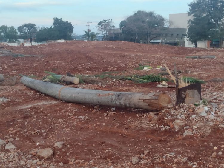 IAT liberou corte de araucárias do terreno da antiga Santa Casa