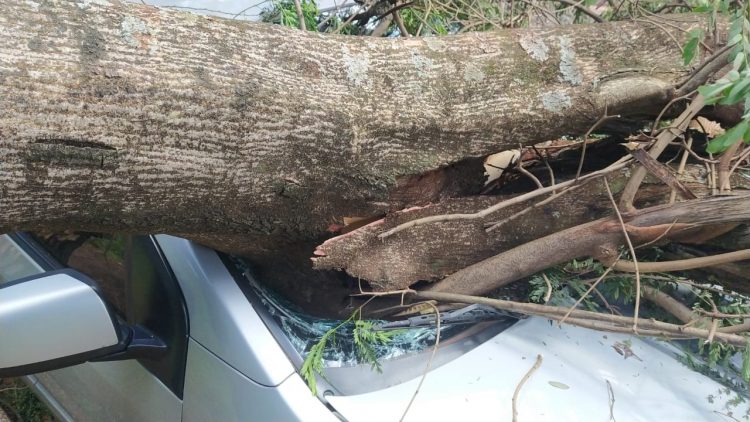 Árvore cai em cima de carro na Vila Portes