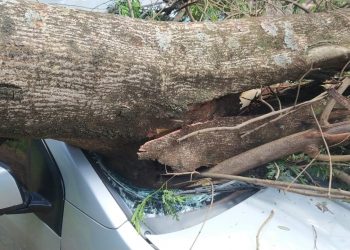 Árvore cai em cima de carro na Vila Portes