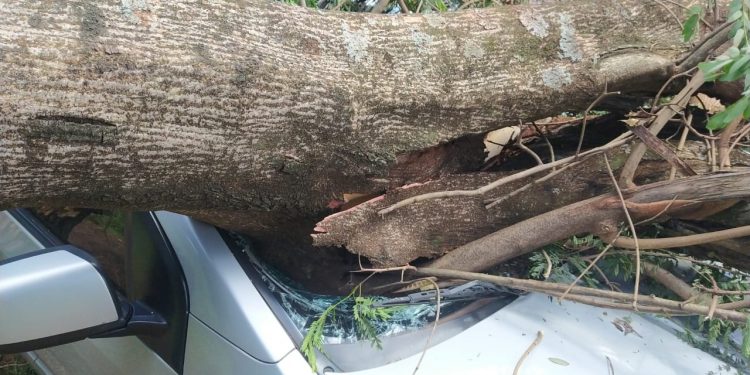 Árvore cai em cima de carro na Vila Portes