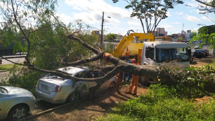 Árvore cai em cima de carro na Vila Portes