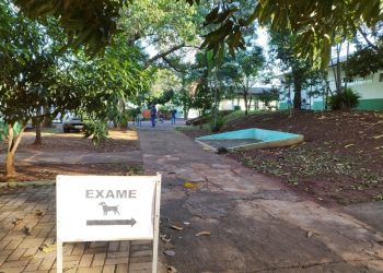 Iguaçuenses podem agendar testes de leishmaniose para cães no CCZ