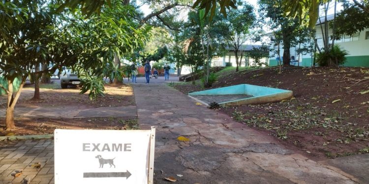 Iguaçuenses podem agendar testes de leishmaniose para cães no CCZ
