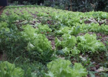 Prefeitura retoma programas de hortas escolares e comunitárias