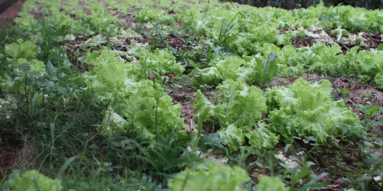 Prefeitura retoma programas de hortas escolares e comunitárias