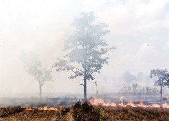 Agosto Cinza fortalece a conscientização sobre incêndios e queimadas no Paraná