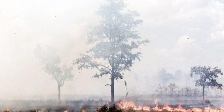 Agosto Cinza fortalece a conscientização sobre incêndios e queimadas no Paraná