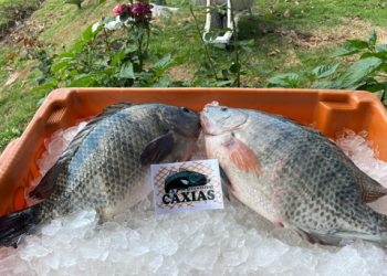 Pescado brasileiro mira promissor mercado muçulmano