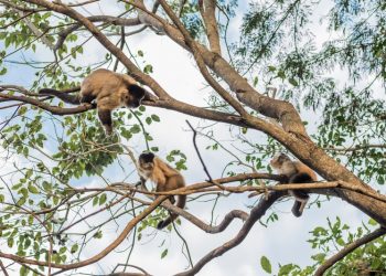 Pesquisa detalha comportamento e alimentação dos macacos do Bosque dos Macacos