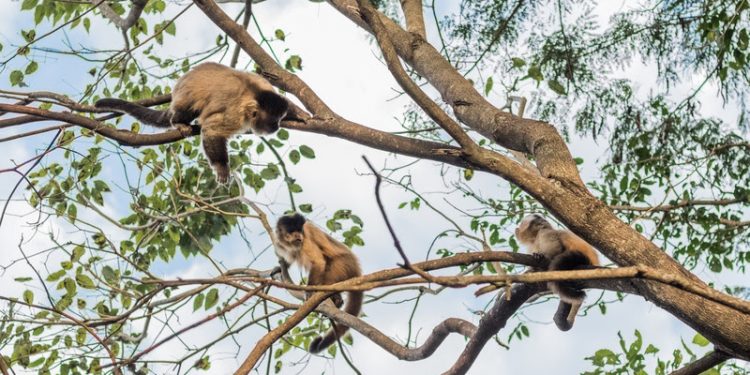 Pesquisa detalha comportamento e alimentação dos macacos do Bosque dos Macacos