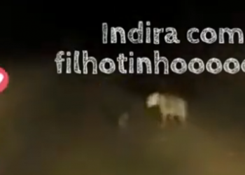 Novo filhote de onça-pintada é registrada no Parque Nacional do Iguaçu