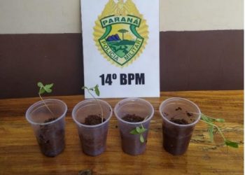 Menor é flagrado com mudas de maconha em São Miguel do Iguaçu