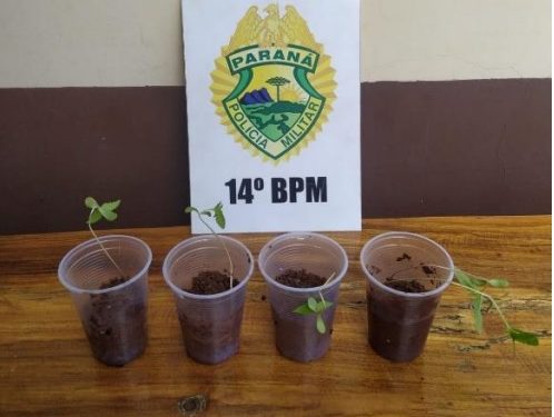 Menor é flagrado com mudas de maconha em São Miguel do Iguaçu