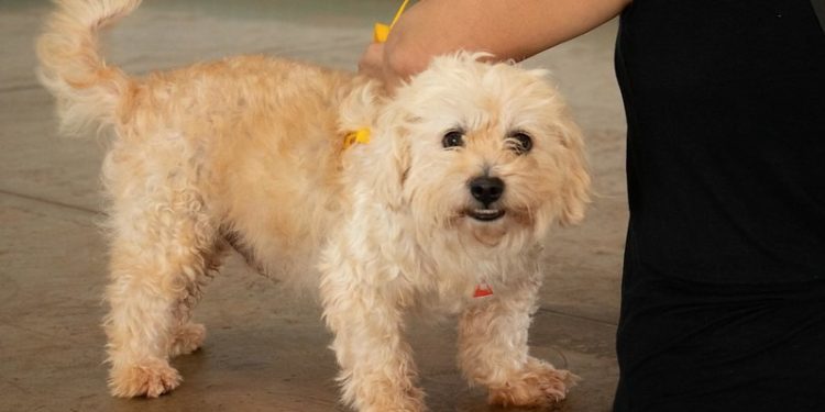 Castramóvel realiza atividades na região Norte na quarta-feira (28)