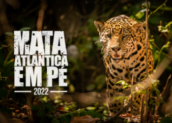 Ministério Público deflagra Operação Mata Atlântica em Pé em 17 estados