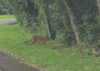 Onça-pintada é vista no Parque Nacional do Iguaçu neste feriado, 7