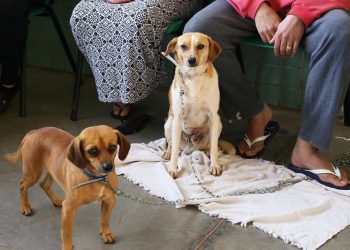 Prefeitura de Foz abre agendamento para castração de 1.086 animais